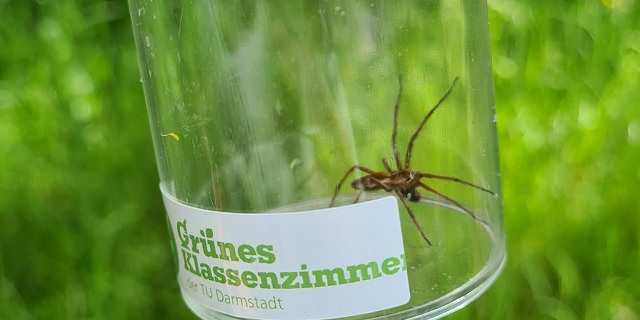 gruenes klassenzimmer spinne